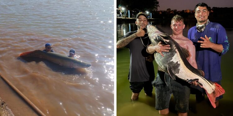 Jovem que pescou ‘monstro dos rios’ de mais de 40 kg já capturou peixes de 100 kg; veja quais