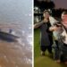 Jovem que pescou ‘monstro dos rios’ de mais de 40 kg já capturou peixes de 100 kg; veja quais
